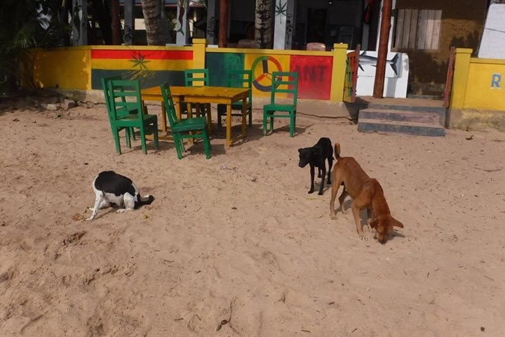 Tangalle Beach Dogs in front of restaurant